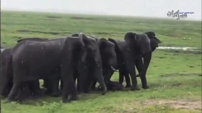  لحظه تولد یک فیل در باران+فیلم