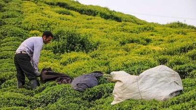 حدود 100 هزار تن برگ سبز چای خریداری شد