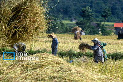  نخستین جشنواره ملی برنج رستم؛ رونقی برای «طلای سفید» فارس