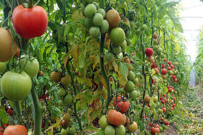  رتبه ۷۹ ایران در تولید محصولات ارگانیک