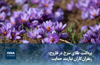  ویدیو/ برداشت طلای‌ سرخ در فاروج؛ زعفران‌کاران نیازمند حمایت