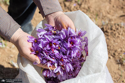  هر کیلوگرم زعفران در بورس کالا با چه قیمتی عرضه شد؟