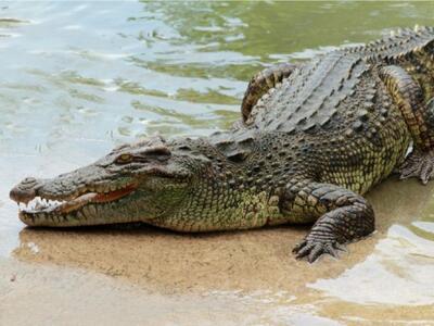  «کشف گونه‌ای جدید از تمساح ۸۰ میلیون ساله در صحرای مصر»
