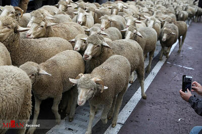  ببینید | صبوری و احترام رانندگان در لهستان برای عبور گله‌ای از گوسفندان از جاده!