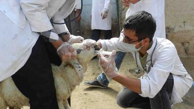 سازمان غذا و دارو در واکنش به شیوع تب برفکی: دامپزشکی مرجع اصلی است