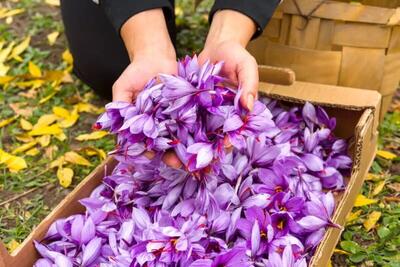  نام تجاری زعفران خراسان رضوی، ثبت جهانی می‌شود | صادرات ۲۱۴ تن زعفران به ۷۱ کشور دنیا در سال جاری