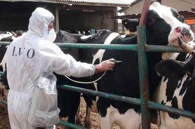  تب برفکی در کمین/ دامداران استان اردبیل از جابجایی دام‌ها خودداری کنند