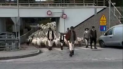  ترافیک گوسفندی در لهستان؛ عبور گله‌ای بزرگ از گوسفندان از جاده