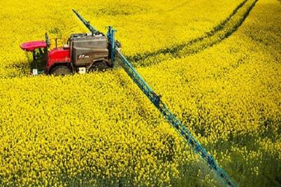 میانگین قیمت کلزا در بازارهای بین المللی؛ پیش بینی رشد ۴.۳۳درصدی بازار جهانی تا سال ۲۰۳۰
