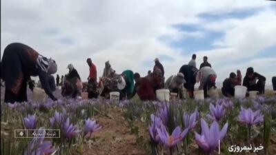  برگزاری جشن روز ملی زعفران در تربت حیدریه + فیلم