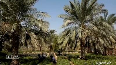  میانه کاری در نخلستان های خوزستان + فیلم
