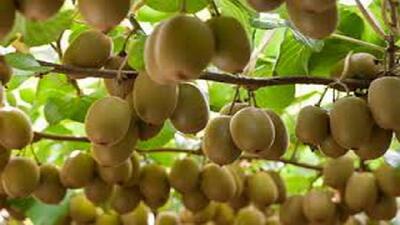  برگزاری جشنواره کشاورزی برداشت کیوی در رودسر + فیلم