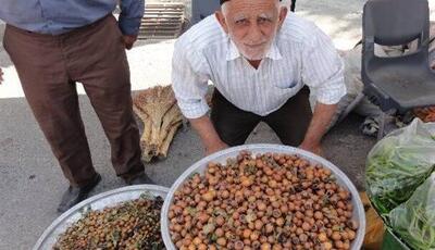  کندس، گنج طبیعت گلستان با خواصی فراتر از انتظار