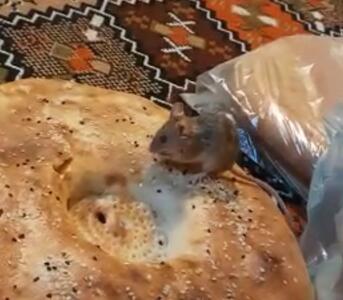  گرفتار شدن موش در نانوایی رومانیایی