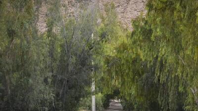  ‌واگذاری مدیریت پارک‌های جنگلی به شهرداری باعث حفاظت‌ از جنگل‌ها و جلوگیری از تخریب آنها می‌شود