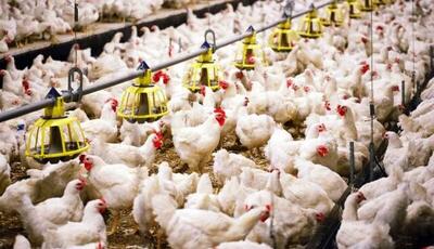 حدود ۱۰ تن مرغ قاچاق در صومعه سرا کشف شد