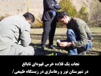  فیلم/ نجات یک قلاده خرس قهوه‌ای در مازندران