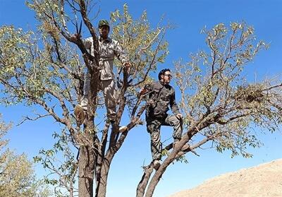  20 هزار هکتار از بادامستان‌های دیم آفت زدایی شد