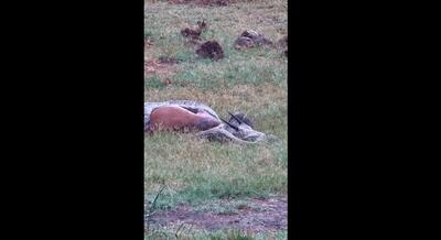  صحنه ای عجیب از پاره شدن شکم مار پیتون پس از بلعیدن شکارش (فیلم)