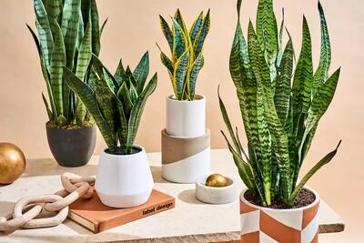  اگر برگ‌های سانسوریای شما هم لوله می‌شوند، مشکل این‌جاست!