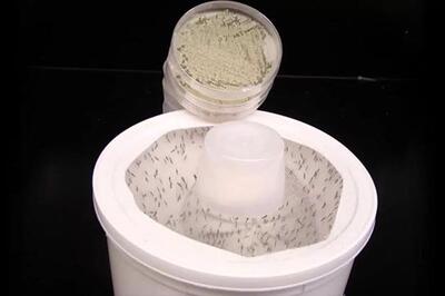  وقتی عطر گل به سلاحی برای کشتن پشه‌ها تبدیل شد!