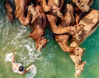 حمام شترها در آب‌های خلیج فارس