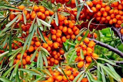  پیش‌بینی برداشت بیش از ۴۰ تن سنجد در آذربایجان‌غربی