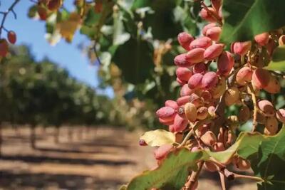  کوچ طلای سبز ایران به حاشیه بازار جهانی