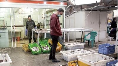 افزایش بیش از 50 درصدی قیمت انواع ماهی قزل آلا