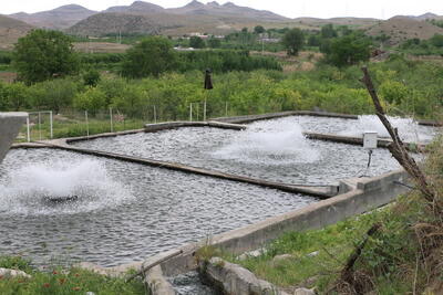  تولید ۱۲ هزار تُن ماهی خوراکی و احیای ۱۸ واحد پرورش آبزیان در استان تهران+فیلم