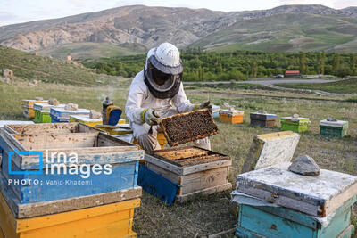  ۶۰ تن عسل در شهرستان باخرز تولید شد