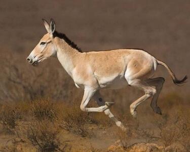 جمعیت گور ایرانی در پارک ملی کویر از ۵۰ راس فراتر رفت