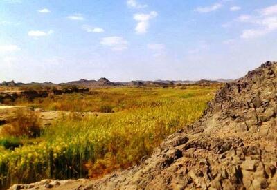  تهدید بقای حیات وحش ایرانشهر درپی خشکسالی؛ از تثبیت شن‌های روان تا مالچ‌پاشی
