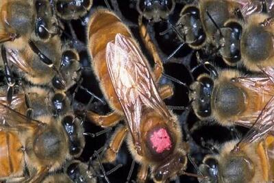 چرا زنبورهای عسل علیه ملکه خود شورش می‌کنند؟