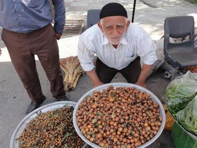 کندس؛ گنج طبیعت گلستان با خواصی فراتر از انتظار