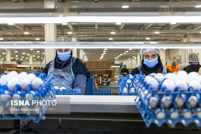  کاهش‌ هزینه‌های تولید با اجرای طرح «طاها» در استان زنجان