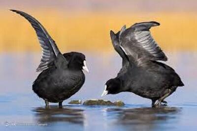  تالاب آق قشلاق در انتظار سخاوت آسمان برای میزبانی از مهاجران