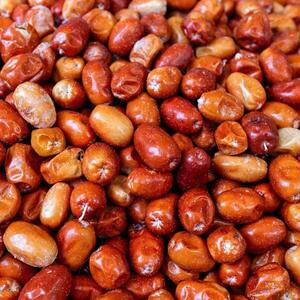  پیش بینی برداشت بیش از ۴۰ تن سنجد در آذربایجان غربی