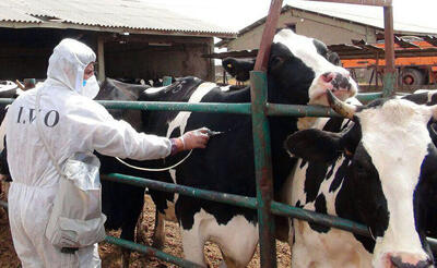  تب برفکی در استان یزد کاملاً تحت کنترل است/واکسیناسیون مجدد تاکنون ۳۰ هزار راس دام سنگین در استان