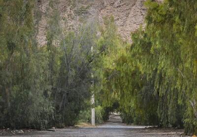  پارک جنگلی ۶۵ هکتاری لارستان به شهرداری واگذار شد