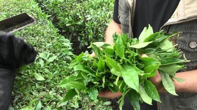  پایان برداشت برگ سبز چای در کلارآباد