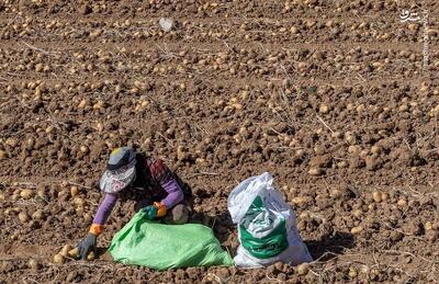 عکس/ برداشت سیب زمینی از مزارع فیروزکوه