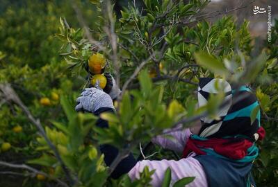 عکس/ برداشت نارنگی در هاشم‌آباد گرگان