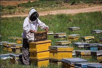  امیدپور: ۸۰ تُن عسل از زنبورستان‌های لنگرود برداشت شد