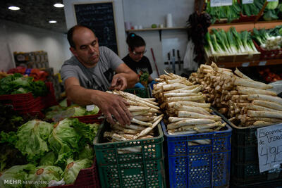 برداشت گیاه مارچوبه از زمین‌های کشاورزی بخش شمیل آغاز شد
