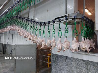 در برنامه هفتم تولید مرغ‌سایز در کشور پیش‌بینی شده است