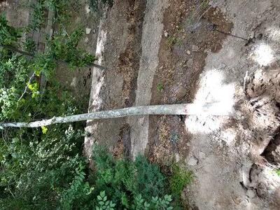 پشت پرده جنجال قطع درختان در موزه فرش ایران