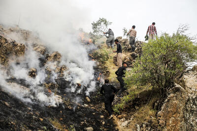 یادی دوباره از فداکاران جنگل