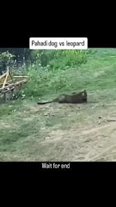  فیلم درگیری بین سگ و پلنگ