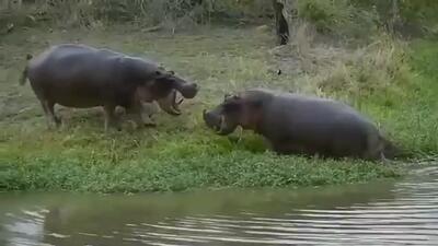  فیلم نبرد دیدنی بین اسب‌های آبی